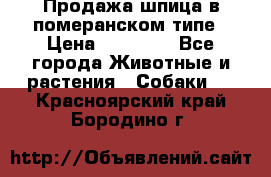 Продажа шпица в померанском типе › Цена ­ 20 000 - Все города Животные и растения » Собаки   . Красноярский край,Бородино г.